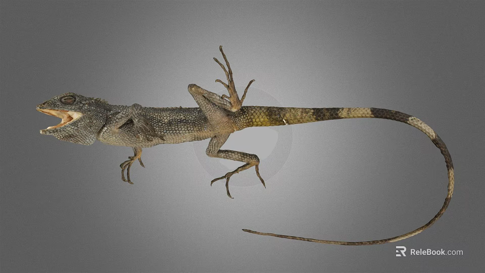 Brown Gray Lizard With Long Tail Scaly Skin And Extended Limbs On Gray Background 3d model 