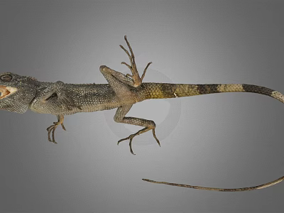 Brown Gray Lizard With Long Tail Scaly Skin And Extended Limbs On Gray Background 3d model