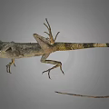 Brown Gray Lizard With Long Tail Scaly Skin And Extended Limbs On Gray Background