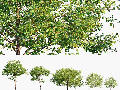 Lush Green Arbor With Healthy Foliage Detailed Branches And Various Growth Sizes 3d model