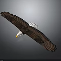 Bald Eagle Spreading Wings in Flight with Brown Feathers White Head 3d model