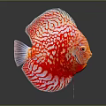 Vibrant Red Discus Fish With White Patterns In Aquarium Water And Reflection 3d model