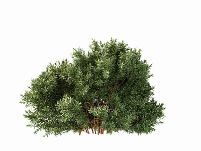 Modern Shrub Shrub 3d model