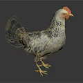 White Gray Chicken With Red Comb Yellow Beak And Yellow Feet Standing On Black Surface