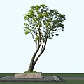 Tall Arbor With Green Leaves And Curved Trunk Against Blue Sky