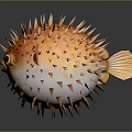 Inflated pufferfish displaying orange white coloration with sharp spines and large eyes