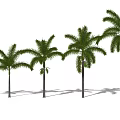 Tall Palm Trees With Green Fronds And Slender Trunks In A Row Of Different Heights