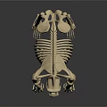Medical Device Realistic Skeleton Model For Anatomical Study And Veterinary Training 3d model