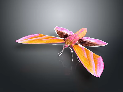 Pink and orange moth with spread wings on dark background detailed vibrant appearance and reflection 3d model