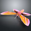 Pink and orange moth with spread wings on dark background detailed vibrant appearance and reflection