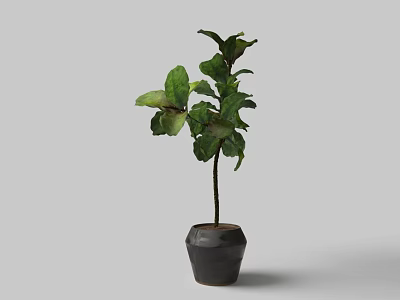 Bonsai Potted Plant With Lush Green Leaves In Dark Ceramic Pot On Gray Background 3d model