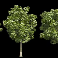 Three Arbor Trees With Thick Trunks And Lush Green Leaves Against Black Background