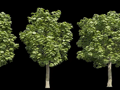 Three Arbor Trees With Thick Trunks And Lush Green Leaves Against Black Background 3d model