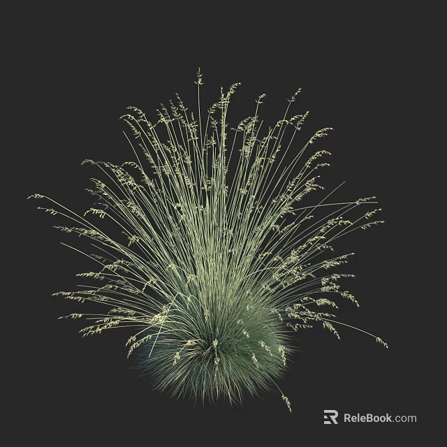 Lush Green Grass Plant With Slender Leaves In Radiating Arrangement Against Black Background 3d model 