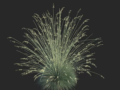 Lush Green Grass Plant With Slender Leaves In Radiating Arrangement Against Black Background 3d model