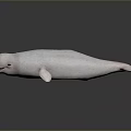 White Beluga Whale Aquatic Animal With Open Mouth And Smooth Skin Marine Creature