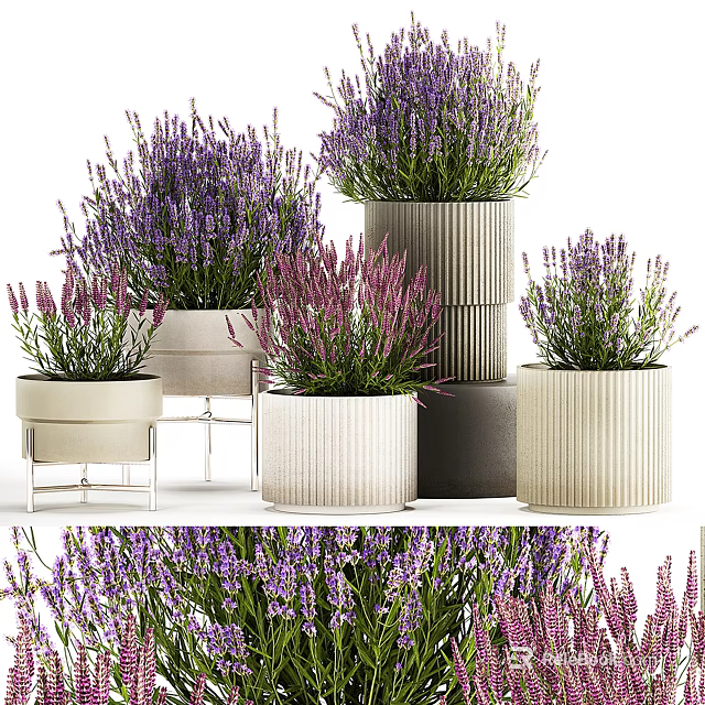 Bonsai Potted Lavender Plants In Textured Ceramic Planters For Indoor Decor 3d model 