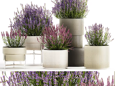 Bonsai Potted Lavender Plants In Textured Ceramic Planters For Indoor Decor 3d model