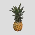 Fresh Ripe Pineapple With Green Leafy Crown And Yellow Juicy Flesh Tropical Fruit