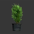 Fresh Green Potted Plant in Gray Pot with Lush Foliage on Gray Background