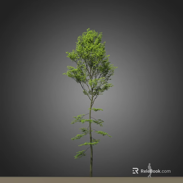 Tall Green Arbor With Lush Leaves And Slender Branches Isolated On Gray Background 3d model 