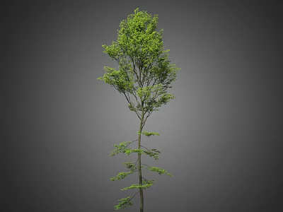 Tall Green Arbor With Lush Leaves And Slender Branches Isolated On Gray Background 3d model