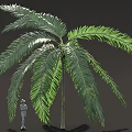 Tall Green Palm Tree With Feathery Fronds And Standing Person Silhouette