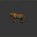 3D Tiger Model With Orange Black Stripes And Gray Background In Standing Pose 3d model