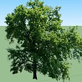 Healthy Tall Arbor With Lush Green Canopy And Thick Strong Trunk