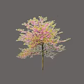 Deciduous Tree with Pink Blossoms Green Foliage and Slender Trunk Against Light Blue Background