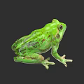 Detailed Green Spotted Reptile Body Sitting Isolated On Black Background View