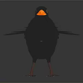 Black Bird With Orange Beak Standing Upright On Dark Background Displaying Tail Feathers