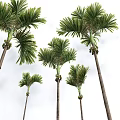 Palm Trees With Lush Green Fronds And Tall Trunks In Tropical Landscape