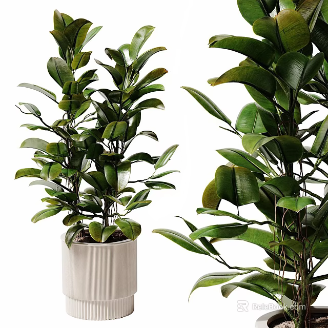 Bonsai Potted Plants With Lush Green Leaves In White Ceramic Pot For Indoor Decoration 3d model 