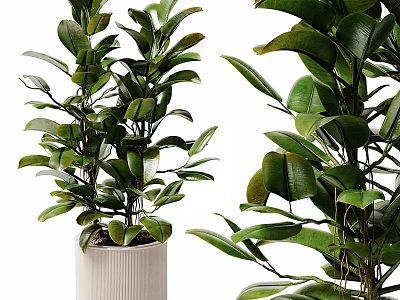 Bonsai Potted Plants With Lush Green Leaves In White Ceramic Pot For Indoor Decoration 3d model