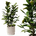 Bonsai Potted Plants With Lush Green Leaves In White Ceramic Pot For Indoor Decoration