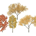 Autumn Arbor Trees With Vibrant Yellow Orange Leaves In Natural Scenery