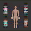 Head Organs In Human Body Model With Colorful Labels And Connecting Lines