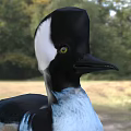Colorful Duck With Black White Brown Feathers Standing In Natural Green Surroundings