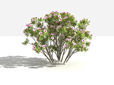 Modern plant Rhododendron bush shrub grass landscape plant 3d model