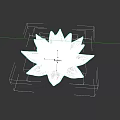 Beautiful White Lotus Flower With White Petals And Yellow Stamens On Black Background