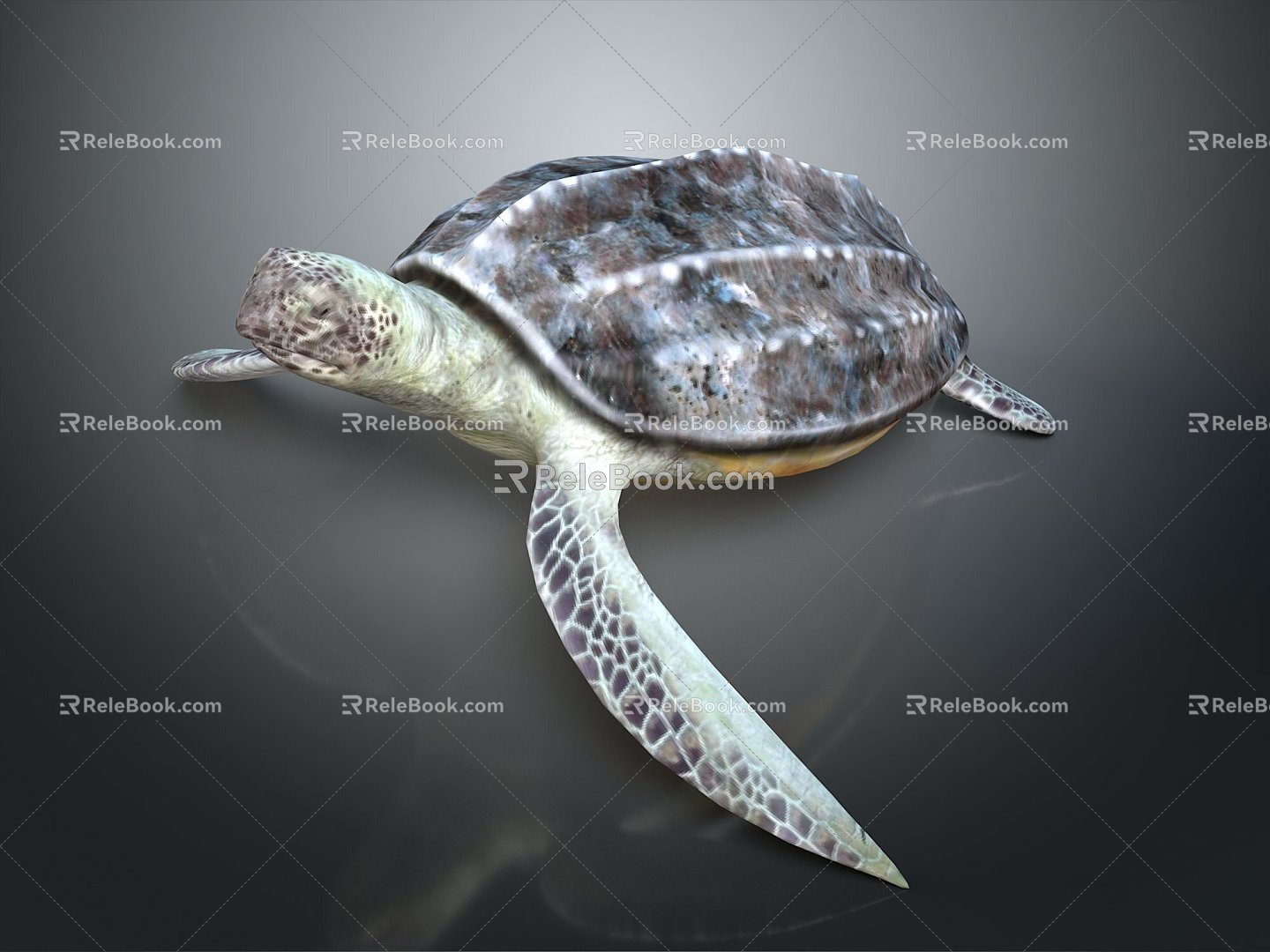 Turtle Turtle Cartoon Turtle Snapping Turtle Chickbill Turtle Reptile Cold Blooded Animal Reptile Reptile Class 3d model