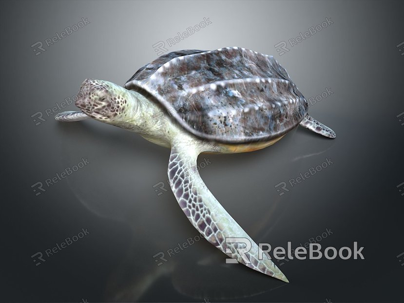 Turtle Turtle Cartoon Turtle Snapping Turtle Chickbill Turtle Reptile Cold Blooded Animal Reptile Reptile Class model