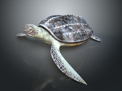 Turtle Cartoon Turtle Snapping Turtle Chickbill Turtle Reptile Cold Blooded Animal Reptile Class model