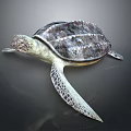 Turtle Cartoon Turtle Snapping Turtle Chickbill Turtle Reptile Cold Blooded Animal Reptile Class 3d model