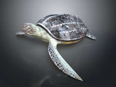 Realistic Sea Turtle With Dark Patterned Shell Light Colored Body And Flippers 3d model Realistic Sea Turtle With Dark Patterned Shell Light Colored Body And Flippers 3d model