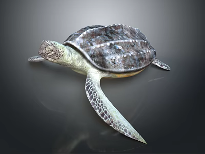 Turtle Cartoon Turtle Snapping Turtle Chickbill Turtle Reptile Cold Blooded Animal Reptile Class 3d model