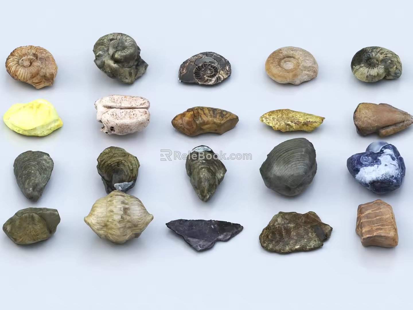 Fossil Stone Wind Fossil Ornaments Shell 3d model