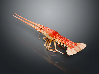Red And White Lobster With Long Antennae On Dark Background With Reflection 3d model