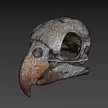 Detailed Bird Skull Skeleton Anatomical Structure With Beak And Eye Socket